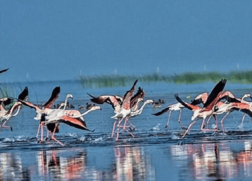 Chilika Lake