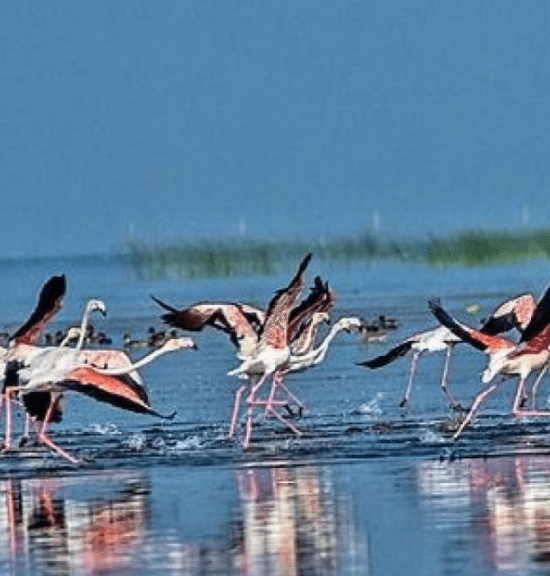 Chilika Lake