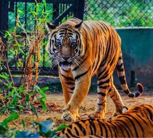 nandankanan-zoological-park-bhubaneswar-tourism-header